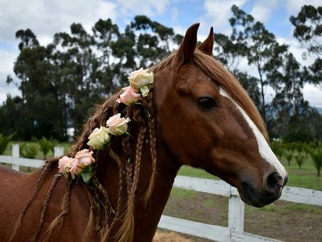 Schatzsuche mit unseren Ponys 