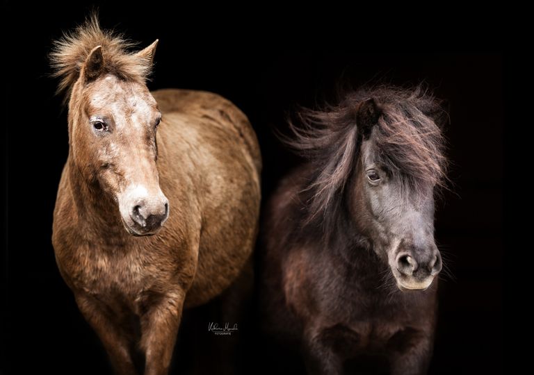 Glückliche Auszeit mit Ponys 