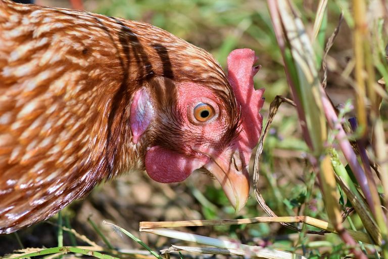 Glückliche Hühner, vom Ei zur Henne 