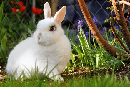 Hasen, Meerschweinchen und Co - lerne alles über dein Haustier