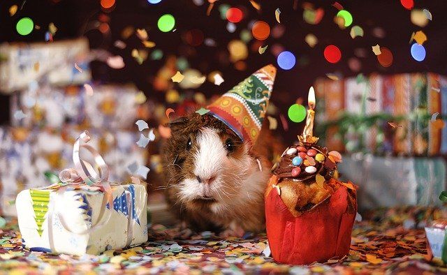 Tierischer Geburtstag 